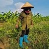 Kritik an Spott-Entschädigung: Trump plant Golfresort in Vietnam - Bauern müssen weichen