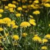 Ook zoveel paardenbloemen in je gazon? Dit zegt het over je tuin
