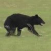 Watch: Bear blocks runway forcing flight cancellations at airport in Japan
