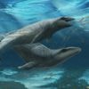 Fossiel op Australisch strand blijkt van walvis met een 'haaiachtige kop'