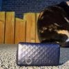 One Tech Tip: No more lost cats and dogs. Use tech to track your pet