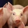 L’Académie de médecine demande «d’investir massivement» dans la recherche sur les greffes d’animaux