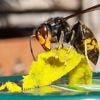 Vlaamse overheid verdrievoudigt budget voor bestrijding invasieve exoten