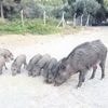 FUNDA KARAYEL / Yaban hayvanlarının yaşam hakkı yok mu?