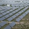 China rushes to build out solar, emissions edge downward