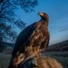 Golden eagles soaring south back to English skies