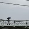 Le Gard, l'Hérault et la Lozère placés en vigilance orange "pluie-inondation" et "orages" mardi après-midi