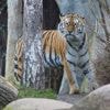 Duitse dierentuin doodt tijgerwelpjes omdat moeder niet voor ze zorgt