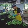 Bananenreus Chiquita wil duizenden medewerkers de laan uitsturen in Panama na “illegale” staking