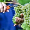 Hefetrüb und hoch im Kurs: Wer Federweißer genießen will, muss sich beeilen