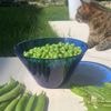 Le légume de printemps et d'été dans tous ses états