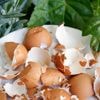 Met eierschalen verander je de kleur van je hortensia: wat kan je er nog allemaal mee doen in de tuin?