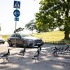 Finnen zoeken wanhopig naar oplossingen om hun zomer te redden van de ganzenstront