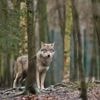 Tierschutz: EU-Parlament macht Weg für mehr Wolf-Abschüsse frei