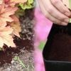 Kaffeesatz und Co.: Hausmittel lassen Pflanzen sprießen