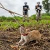 Photos of the giant rats leading land mine detection efforts in Cambodia