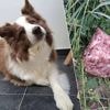 Hond Qhyra sterft nadat ze vergiftigd stuk vlees eet tijdens wandeling: “Op één bepaalde plek bleef ze opvallend lang snuffelen”
