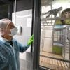 Deux millions d’animaux utilisés pour la science : comment diminuer l’expérimentation animale ?