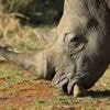 Sciences. Faut-il écorner tous les rhinocéros pour sauver l’espèce ?