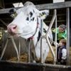 Milieuschade Nederland bedraagt jaarlijks 46 miljard euro: grootste schadepost is CO2-uitstoot