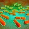 Urgent recall on chicken products after deadly listeria bacteria found: Supermarket giant puts out stark warning