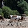 Moins de goût, d'odeur, de couleur... Le réchauffement climatique altère la qualité des fromages, selon une étude française