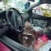 Ohio woman arrested after being caught in disturbing act with 'Chewy' the Raccoon inside car