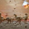 Shipment of thousands of chicks found abandoned in USPS truck now overwhelming an animal shelter