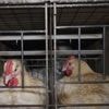 L214 porte plainte pour maltraitance animale dans un élevage landais de 60 000 poules