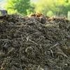 Feat of 'dung-gineering': How your clothes could soon be made from cow manure