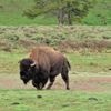 États-Unis : un bison meurt en tombant dans la source d’eau bouillante d’un parc national