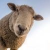 Hérault. 171 moutons saisis par les autorités, ils devaient être abattus clandestinement pour l’Aïd