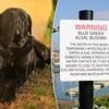 Expert issues urgent warning to dog owners over fatal bacteria in UK - and there's no cure