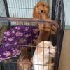 72 verwaarloosde honden en dode puppy gevonden op Friese woonboerderij
