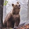 Umstrittener Vorschlag in der Slowakei : Umweltstaatssekretär schlägt Verzehr von getöteten Braunbären vor