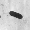 At least 10 people sickened in US listeria outbreak linked to prepared foods