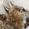 Rabbits with 'horns' are being called 'Frankenstein bunnies'