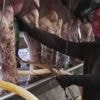 A Vermont dairy farm was raided. Mixed messages from Washington have increased fears