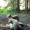 'Once-in-a-lifetime' sighting of dangerous apex predators caught on camera after after state's vexed move