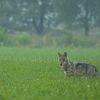 Twee pony’s doodgebeten door wolf in Oudsbergen