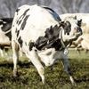 Tientallen koeien 's nachts kort uit weide ontsnapt en Heerhugowaard ingelopen