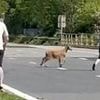 Moment Bank Holiday traffic is brought to a standstill on motorway... because of a goat