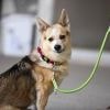 Hunde-Shows und Führungen: Tierheim Berlin lädt zum Tag der offenen Tür ein
