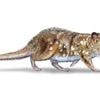 Quelques dizaines de grammes au temps des dinosaures... Le fossile d'un petit mammifère du Crétacé a été découvert au Chili