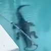 Terrifying moment 7-foot alligator twirls into 'death spiral' as Florida cops try to wrestle it from backyard pool