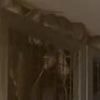 'It's like a horror movie': Stomach-churning sea of rats explodes over door in London estate as locals say they are living in a 'Victorian Britain hellhole slum'