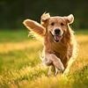 How to have a happy dog: Experts reveal nine-part formula to help your pet live their best life - so, does it sound familiar to you?