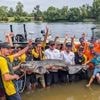 14e édition du Trophée Loire Silure : 60 pêcheurs attendus à Gennes-Val-de-Loire