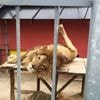 Krokodillen die drugsgeld bewaakten en aapje in handboeien: criminelen zijn dol op exotische dieren