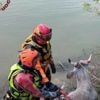 Mucca cade nel Tevere e rischia di annegare: i Vigili del Fuoco la salvano